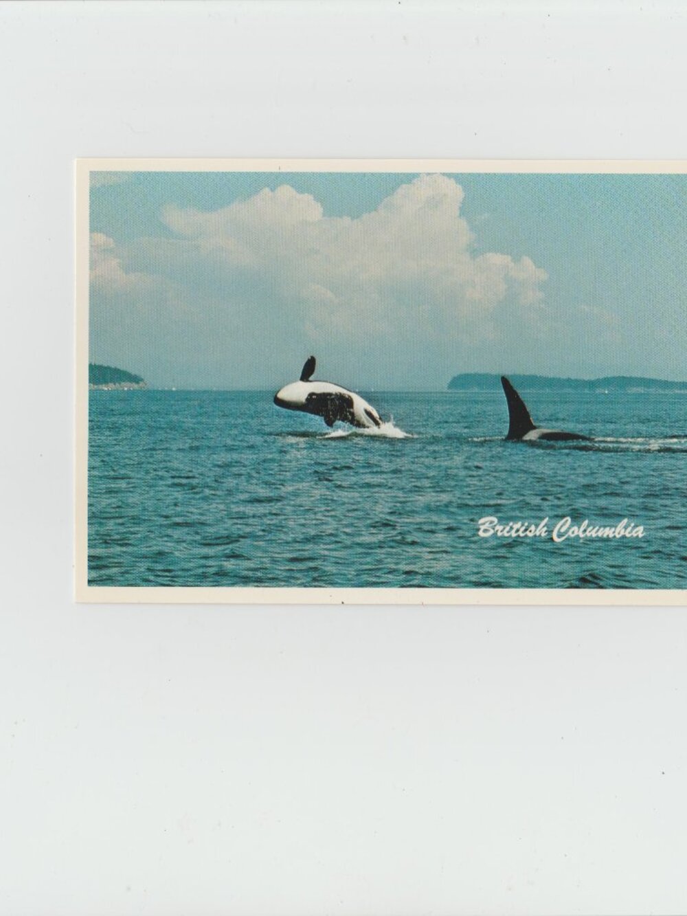 Postcard British Columbia Killer Whale Breaching